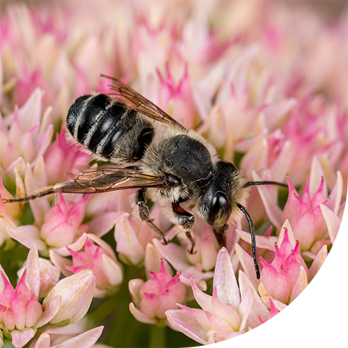 BLACK BEEOME™